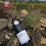 Louis Latour Pinot Noir Les Pierres Dorées